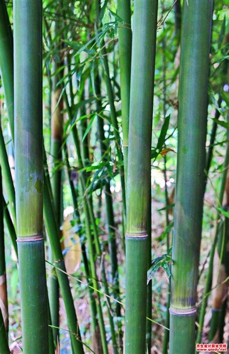 竹子的特性